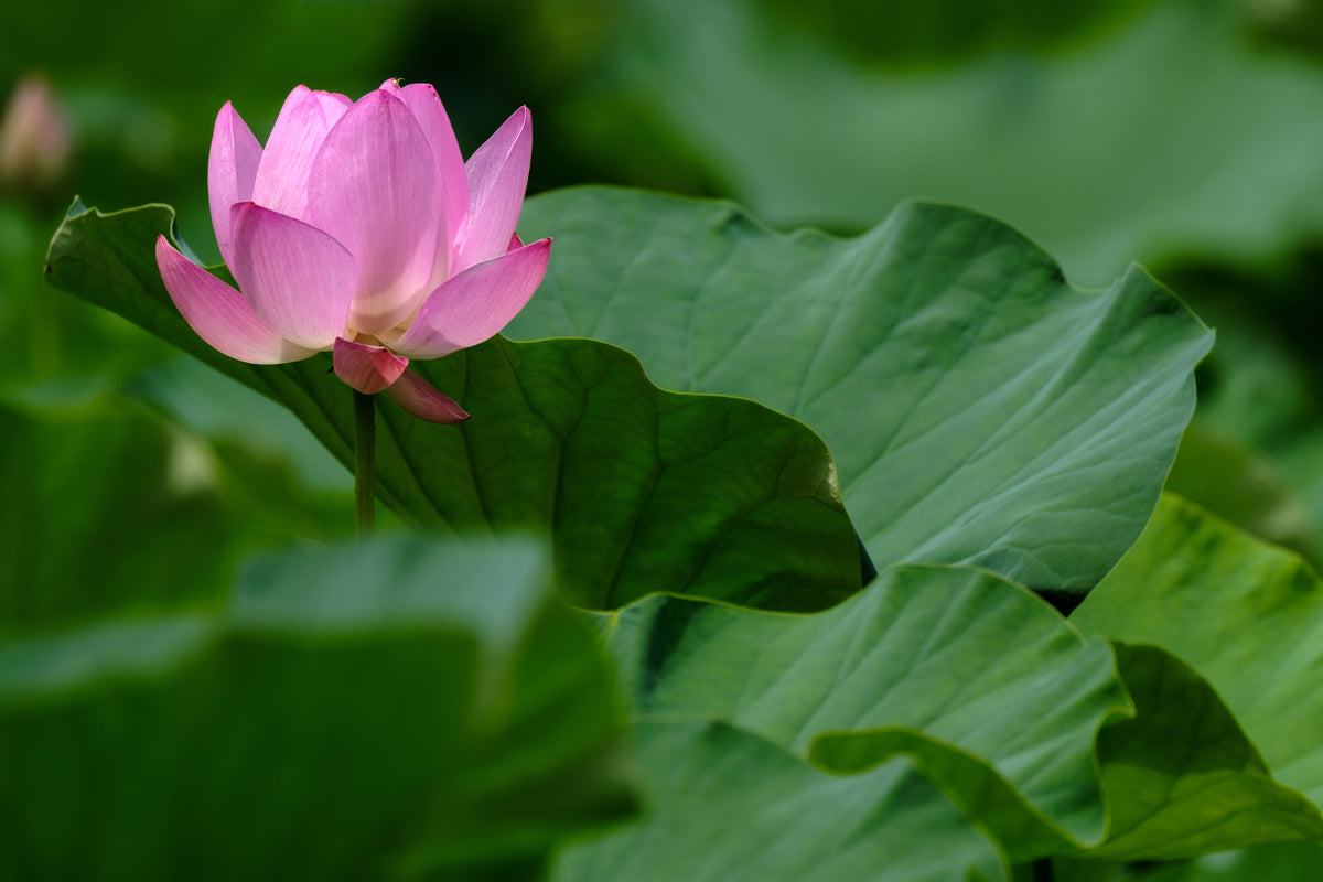 Sample photo taken with TAMRON 150-500mm A057 on Fujifilm X